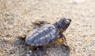 养什么乌龟招财比较好 养哪种乌龟可以招财