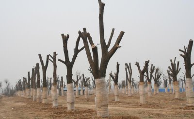 大树可以截冠移栽吗 树木截头移植后多久才会发新芽