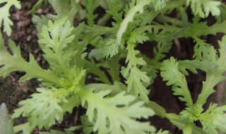 茼蒿是热性还是凉性 茼蒿属于热性还是凉性的呢