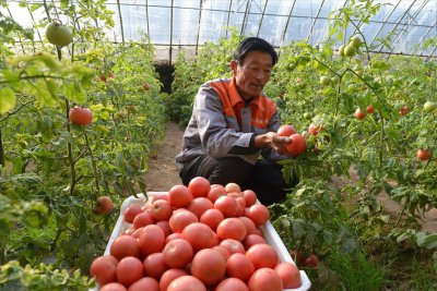 温室大棚种菜注意事项 种植蔬菜大棚需要注意哪些细节