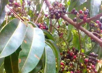 乌墨树值钱 乌墨树值钱吗 市场价格