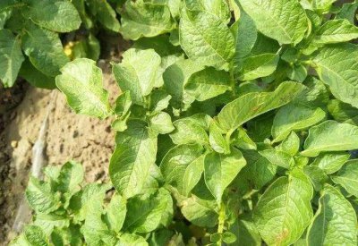 种蔬菜叶子卷曲变形怎么回事 蔬菜叶片卷边是什么病