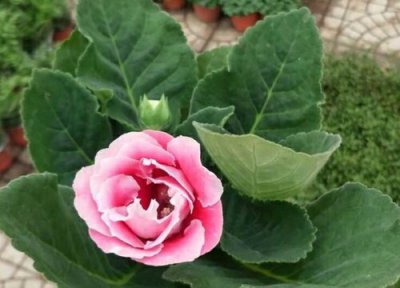 大岩桐花期时间 大岩桐花期是什么时候