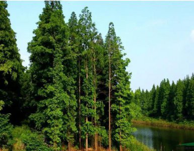 一级保护植物有哪些种类名单 中国5种国家一级保护植物