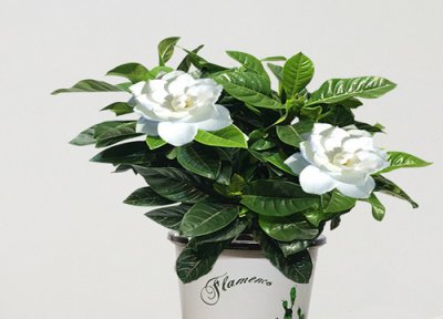 栀子花枯了要剪么 栀子花干枯如何进行修剪