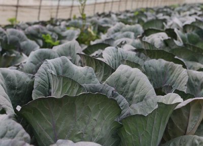 紫甘蓝种植时间 紫甘蓝种植时间和方法