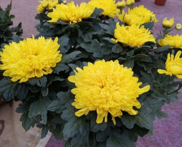 六月份可以扦插菊花吗 菊花什么季节扦插成活最好