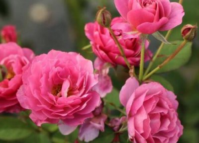 葵月季是藤本还是灌木 葵月季属于藤本还是灌木