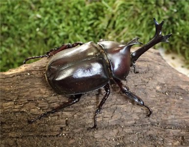 独角仙的外形特点和生活习性 独角仙是一种什么昆虫