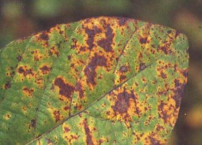 杨梅种植中常见病害 杨梅病虫害防治技术与方法措施