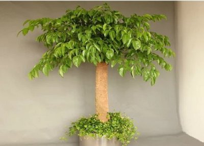 平安树掉叶该如何处理 怎么养枝繁叶茂