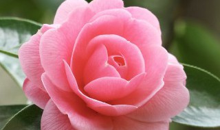 冬天在室内如何养茶花好 冬天在室内怎么养茶花好