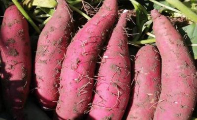 农村红薯霜降以后采收可以吗 红薯最迟什么时候收获