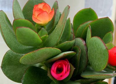 立秋养护玉树正确用肥姿势 玉树的施肥方法和注意事项