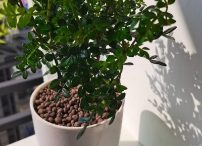 清香木价格 清香木多少钱一盆