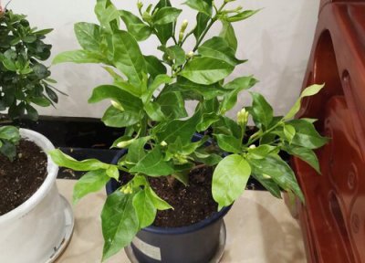 丁香叶特点 丁香叶的功效与作用