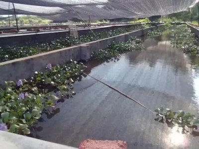 养蚂蟥一年一亩的利润 蚂蟥养殖的投资成本与收入分析