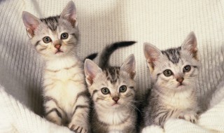 美短和狸花猫的区别 美短和狸花猫的不同