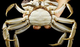 如何辨别大闸蟹的好坏 辨别大闸蟹品质好坏的方法介绍