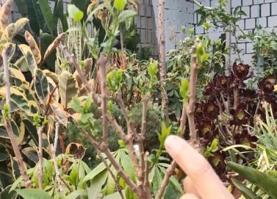 腊梅剪枝能插活吗 枝条插枝时间和方法