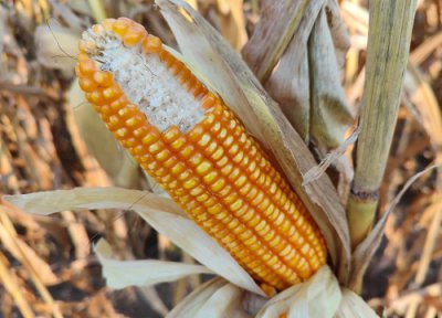 金博士825玉米种子高产吗 金博士825品种价格介绍