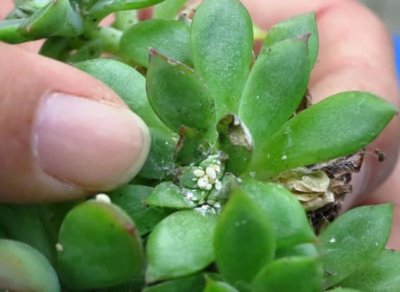 防治蚧壳虫用什么药效果好 土里的蚧壳虫怎样处理最见效