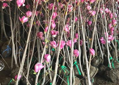 兰花什么时候换盆 兰花换盆时间和方法