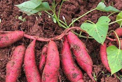 地瓜是根还是茎 科学解释红薯的组织结构都有哪些