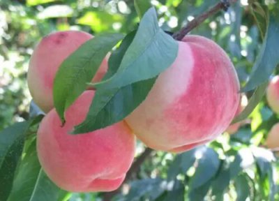 丽江有啥水果 丽江盛产什么水果有名