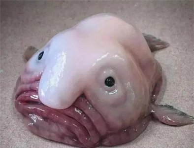 世界上最丑的鱼叫什么名字 最丑的水滴鱼是什么样子图片