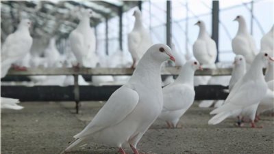信鸽和普通鸽子的区别 信鸽和普通鸽子的异同点有哪些