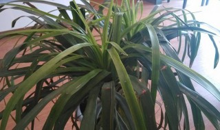 龙须叶子干枯怎么办 龙须树叶子发黄干枯怎么解决