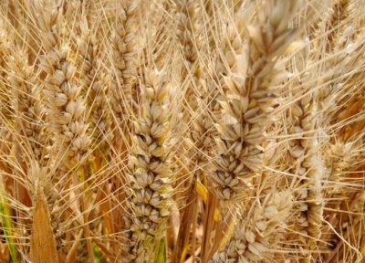 麦种选什么样子的好 怎样选购小麦种子合适产量高