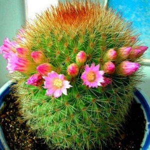 怎样栽培仙人球长得好看 仙人球培养与栽培全部过程