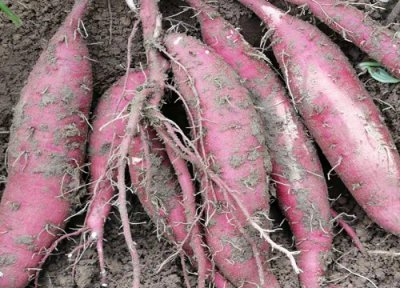 2023种植什么最赚钱农村 未来五年种什么挣钱致富快