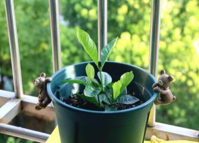 白掌怎么扦插 白掌扦插快速生根方法