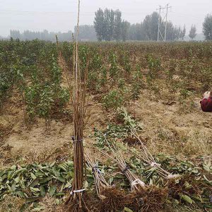 现在樱桃苗的最好的品种 超早熟大樱桃树苗新品种