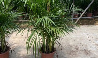 散尾葵的养护和种植方法 散尾葵如何养护