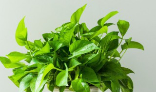 绿萝的功效与作用禁忌 绿萝的功效作用与禁忌介绍