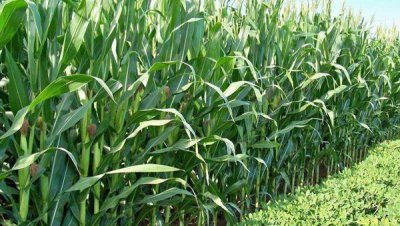 玉米控旺的注意事项 玉米控旺的最佳时期千万不要错过