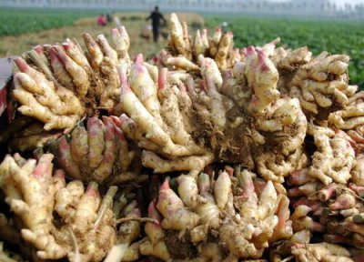 刚挖出来的姜怎样才能放得久一点 鲜姜怎样保存不易烂