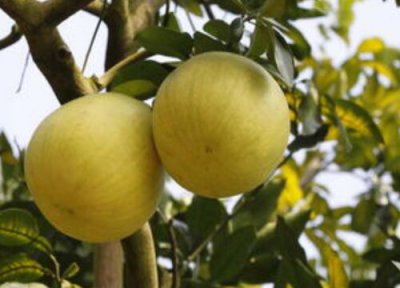蜜柚成熟时间 蜜柚什么时候成熟