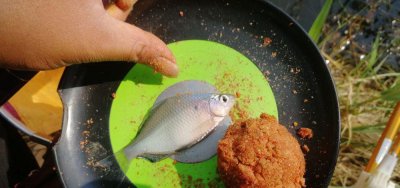 钓白条鱼如何调漂 野钓时钓白条鱼的方法与技巧介绍