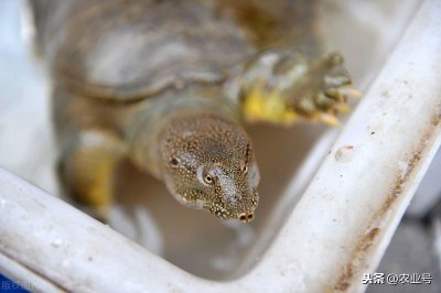 养甲鱼一亩需要投资多少钱 养殖甲鱼每亩地投入多少成本