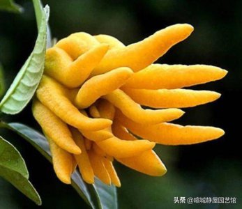 盆栽佛手的栽培管理方法 佛手盆景怎样养护才能结果