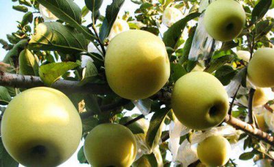 苹果树新梢的管理方法 苹果树新梢控梢的最佳时机