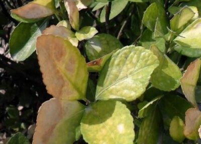 黄杨炭疽病发病原因 黄杨炭疽病的发病原因及治疗方法