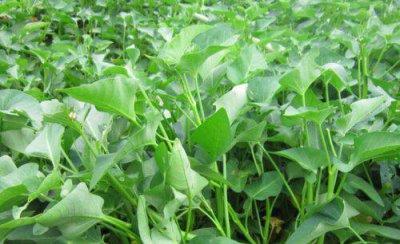 空心菜什么季节种植最好 空心菜几月份时间种植合适