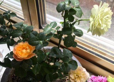 微型月季能在室外过冬吗 微型月季过冬养护技巧和注意事项