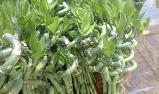 水养弯竹怎么养才能更旺盛 水养弯竹如何养更旺盛